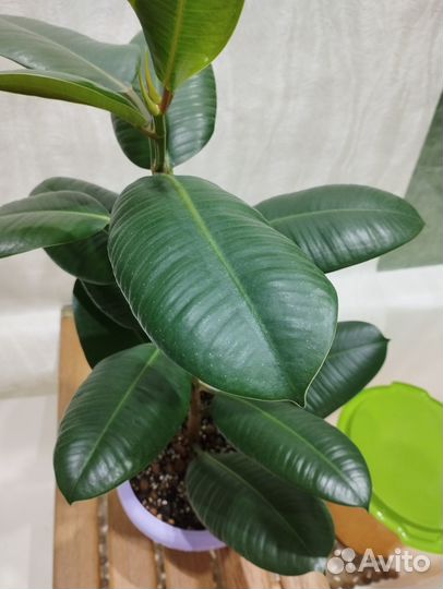 Фикус Эластика 70 см