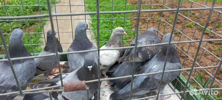 Голуби свердловские