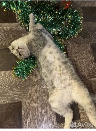 Шотладские котята