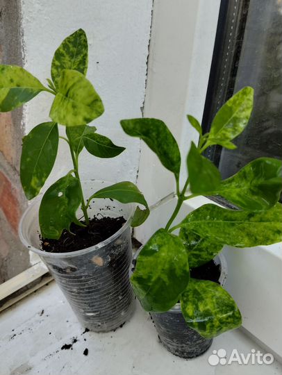 Клеродендрум инермо