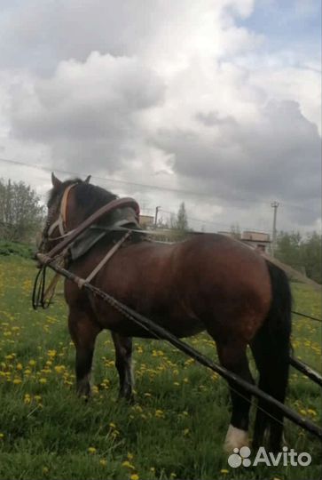 Кобыла тяжеловоз