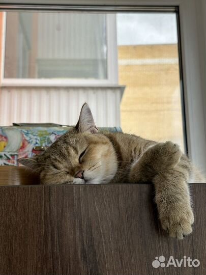 Кошка золотая шиншилла