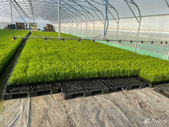 Сеянцы для лесовостановления