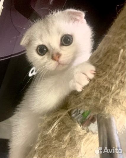 Шотландская вислоухая шиншилла