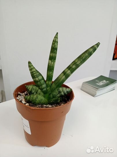 Сансевиерии