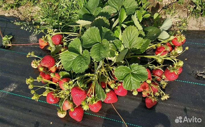 Клубника фриго оптом (саженцы)