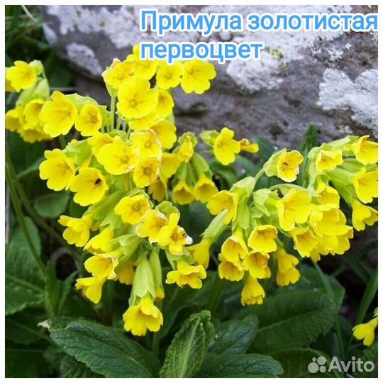 Многолетники для сада цветы