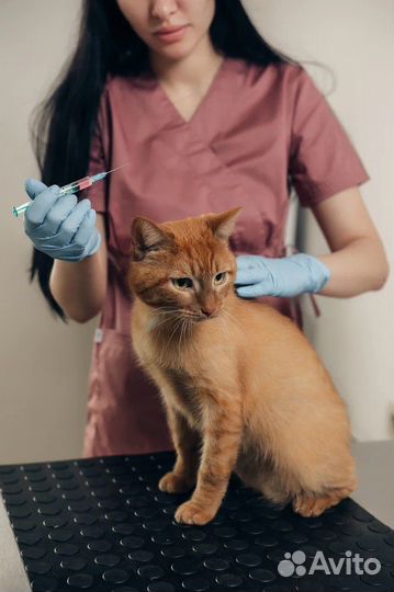 Ветеринарная клиника