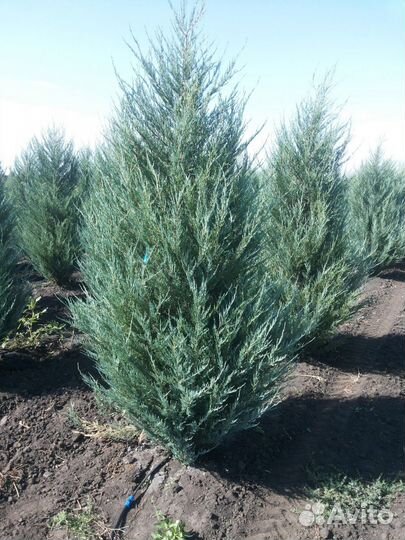 Можжевельник скальный Блю эрроу, скайрокет мунглоу