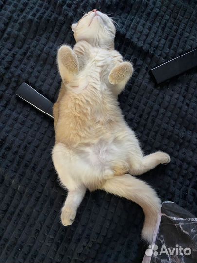 Шотландский вислоухий кот