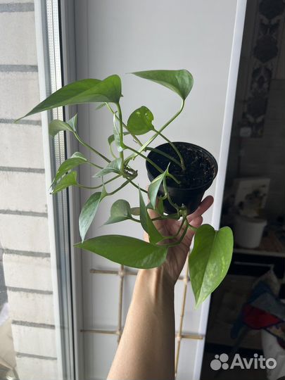 Сциндапсус золотистый