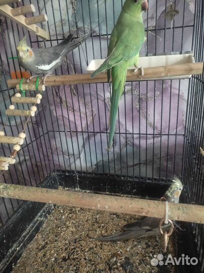 Попугай карелла