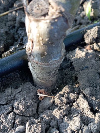 Грецкий орех привитый