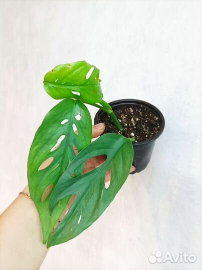 Эпипремнум пиннатум себу блю