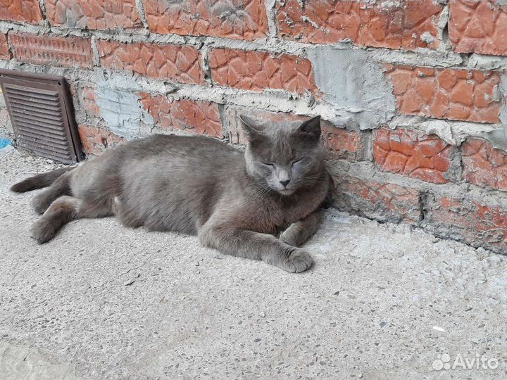 Кошка в добрые руки
