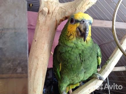 Пара Венесуэльских Амазонов с большой клеткой