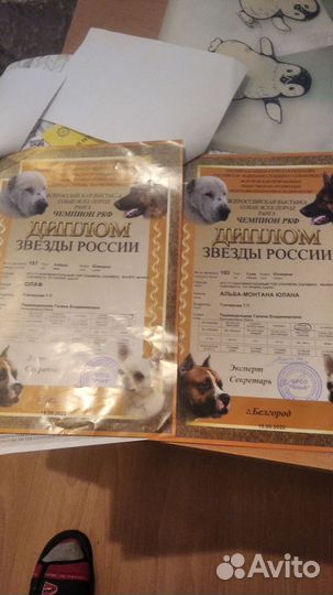 Континентальный той спаниель