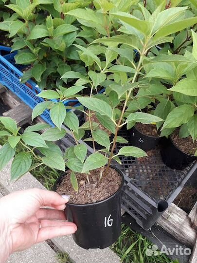 В 1 литре Гортензия саженцы