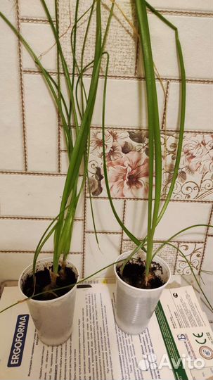 Индийский лук, лечебный