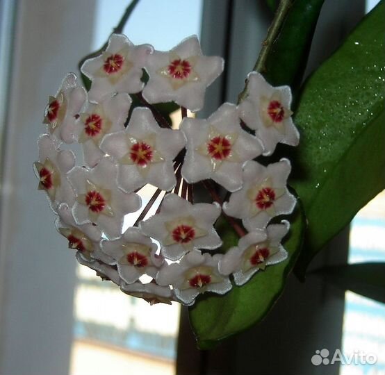 Хойя карноза (укорененные черенки)