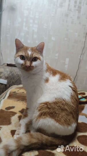Кот ищет дом