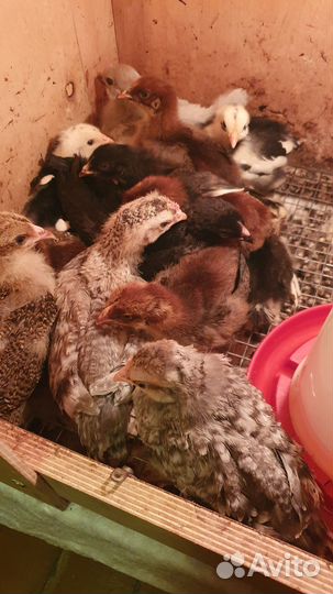 Цыплята 100р