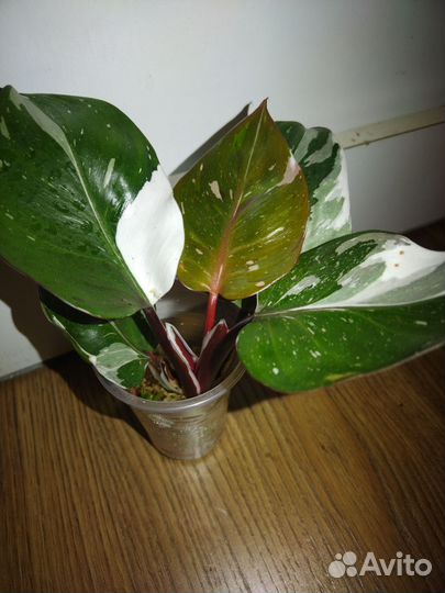 Филодендрон Ред Андерсон