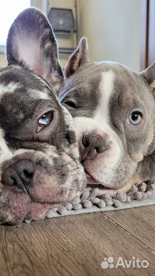 Гостиница для собак передержка