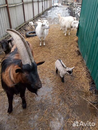 Чешский козел 2 года, чистокровный,козы котные