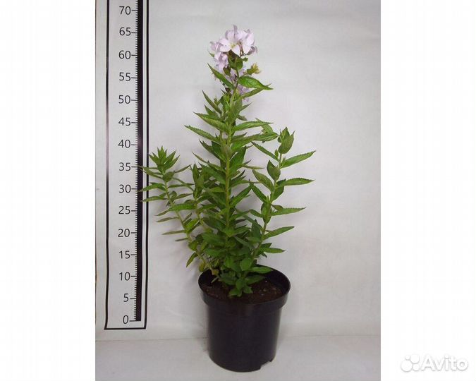 Колокольчик молочноцветковый Loddon Anna