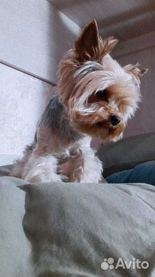 Йоркширский терьер вязка