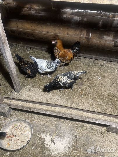 Продам петуха