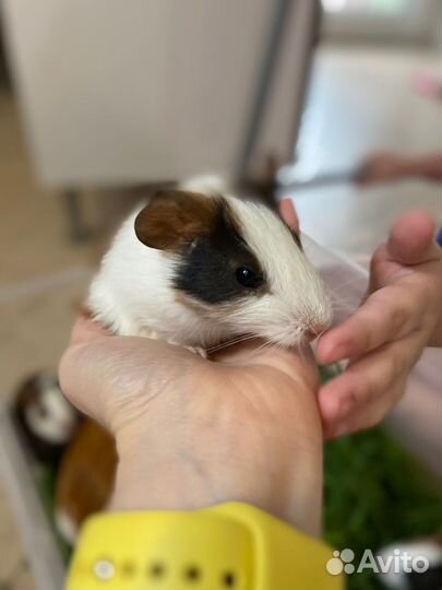 Морские свинки