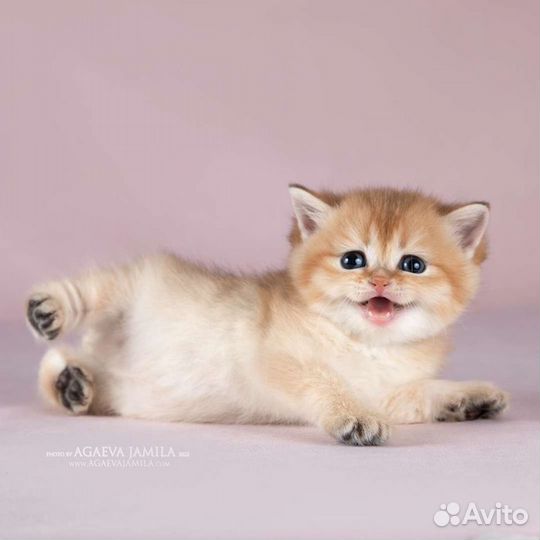 Мальчики золотая британская шиншилла