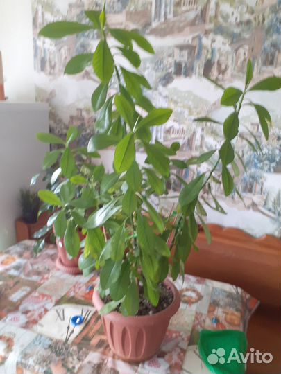 Джинура прокумбенс