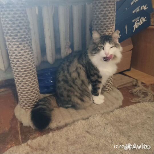 Котик в добрые руки