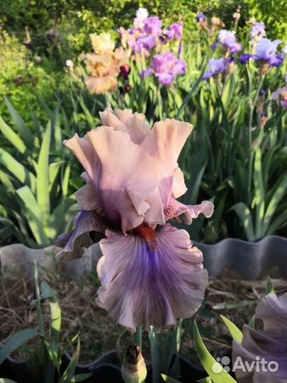 Ирисы бородатые