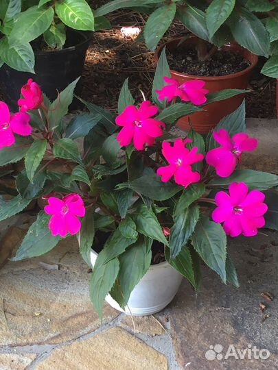 Бальзамины новогвинейские