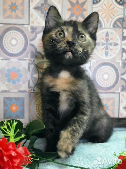 Мусечка. 2 мес