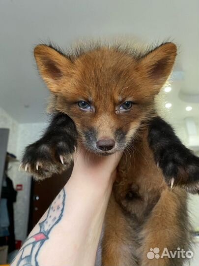 Продам щенков