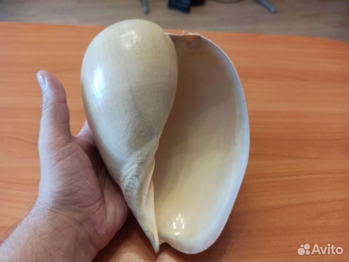 Морская раковина