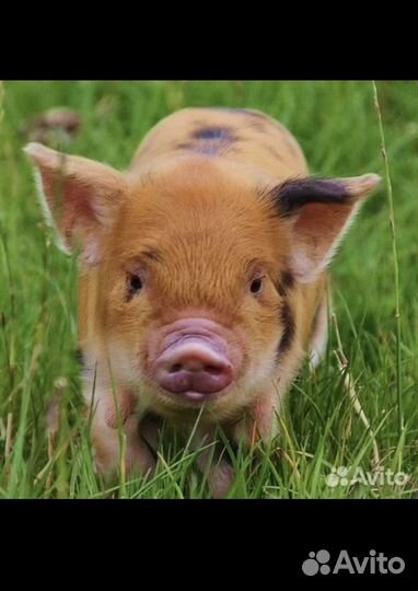 Поросята