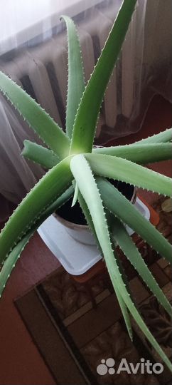 Алоэ вера растение