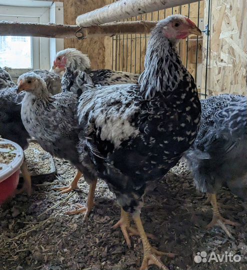 Петухи виандот сильвер партридж
