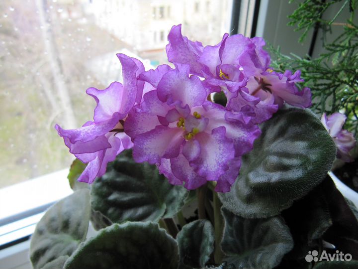 Продам листы фиалки с корнями