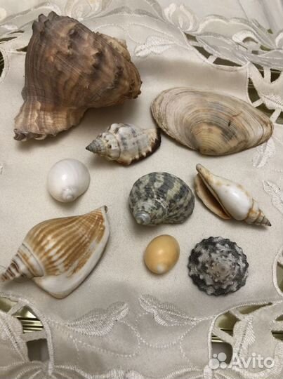 Морские ракушки