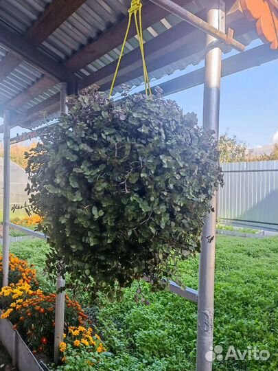 Цветы в кашпо