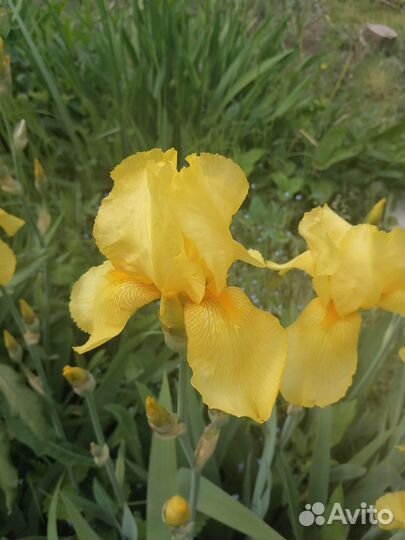 Ирисы бородатые сортовые