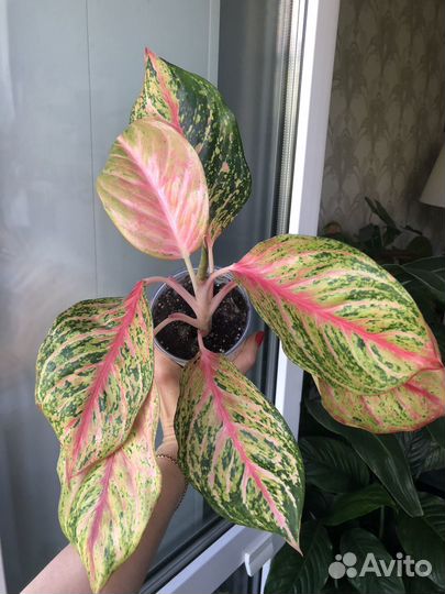 Аглаонема Sombat Siam