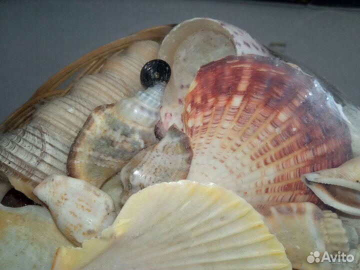 Набор ракушек в корзинке